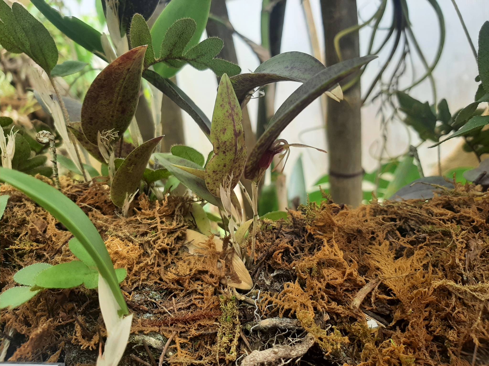 Restrepia muscifera 